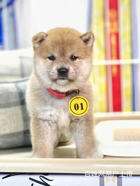 本地推荐精品柴犬保纯种健康可签协议 - 图片 1