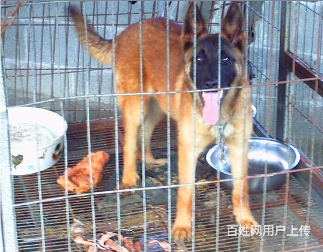 韶关比较靠谱的卖马犬的地方联系方式的图片