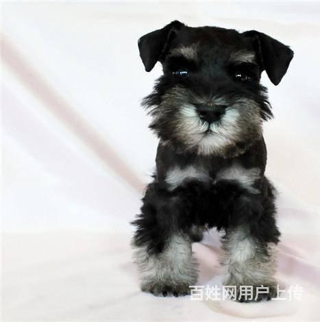 雪纳瑞适合在楼房养吗 雪纳瑞掉毛吗 北京雪纳瑞纯不 - 北京昌平狗狗