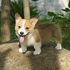【首选推荐】蒙山本地比格犬价格，本地哪儿可以买到比格犬