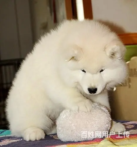 琼海哪里有出售萨摩耶幼犬宝宝 定时做疫苗和驱虫 公 - 图片 2