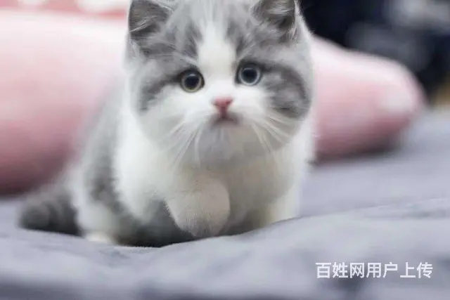 哪里有短毛猫卖的 纯种健康 短毛猫有什么习惯 - 图片 7