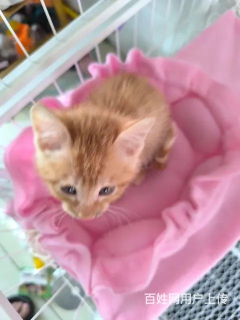 【搞定了！】新猫笼➕小猫+猫一切用品 - 图片 2