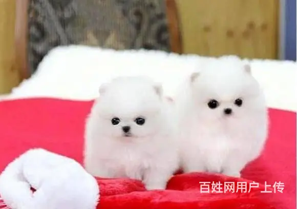 博美幼犬 博美图片 小体俊介博美多少钱一只 - 图片 2