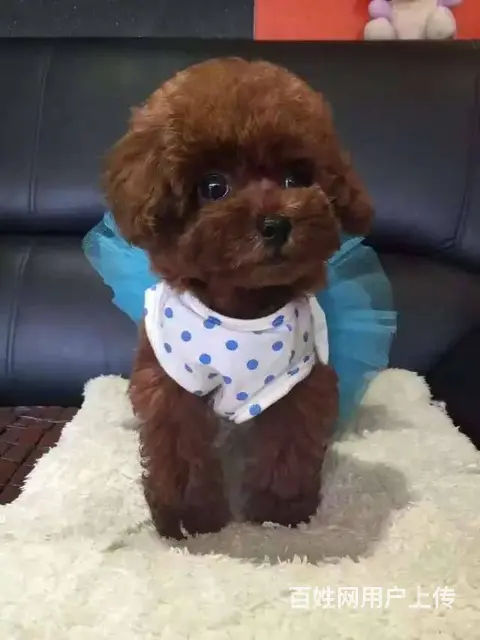 精品泰迪犬 小体泰迪熊犬 疫苗做齐 签订保障合同 - 图片 7