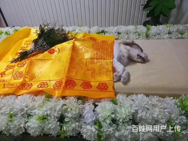 四平市宠物火化殡葬 - 图片 2