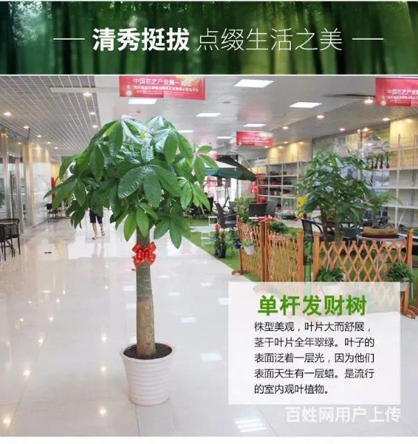 兰花，金钱树，发财树，办公室小盆栽销售 - 图片 8