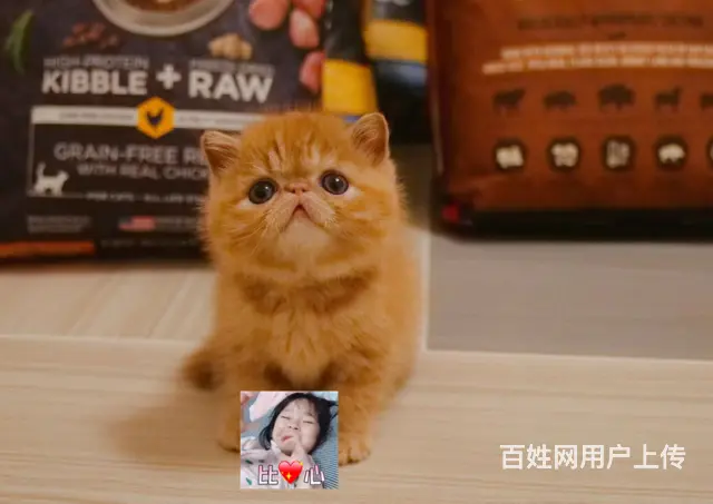 加菲猫多少钱一只 图片价格 加菲猫的优点和缺点 - 图片 4