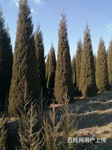 常年出售云杉，柏树，油树，长青树 - 图片 9
