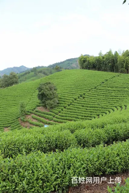 初秋的茶园 生机勃勃 小戴白茶直销 - 图片 5