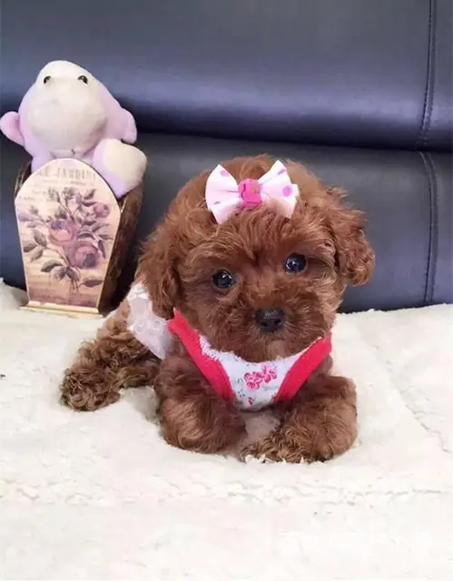 赛级泰迪犬价格 茶杯体泰迪犬出售 北京泰迪犬舍 - 图片 2