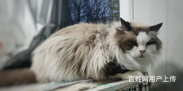 一群来自澳大利亚纯种布偶猫咪的后代转让中 - 图片 9