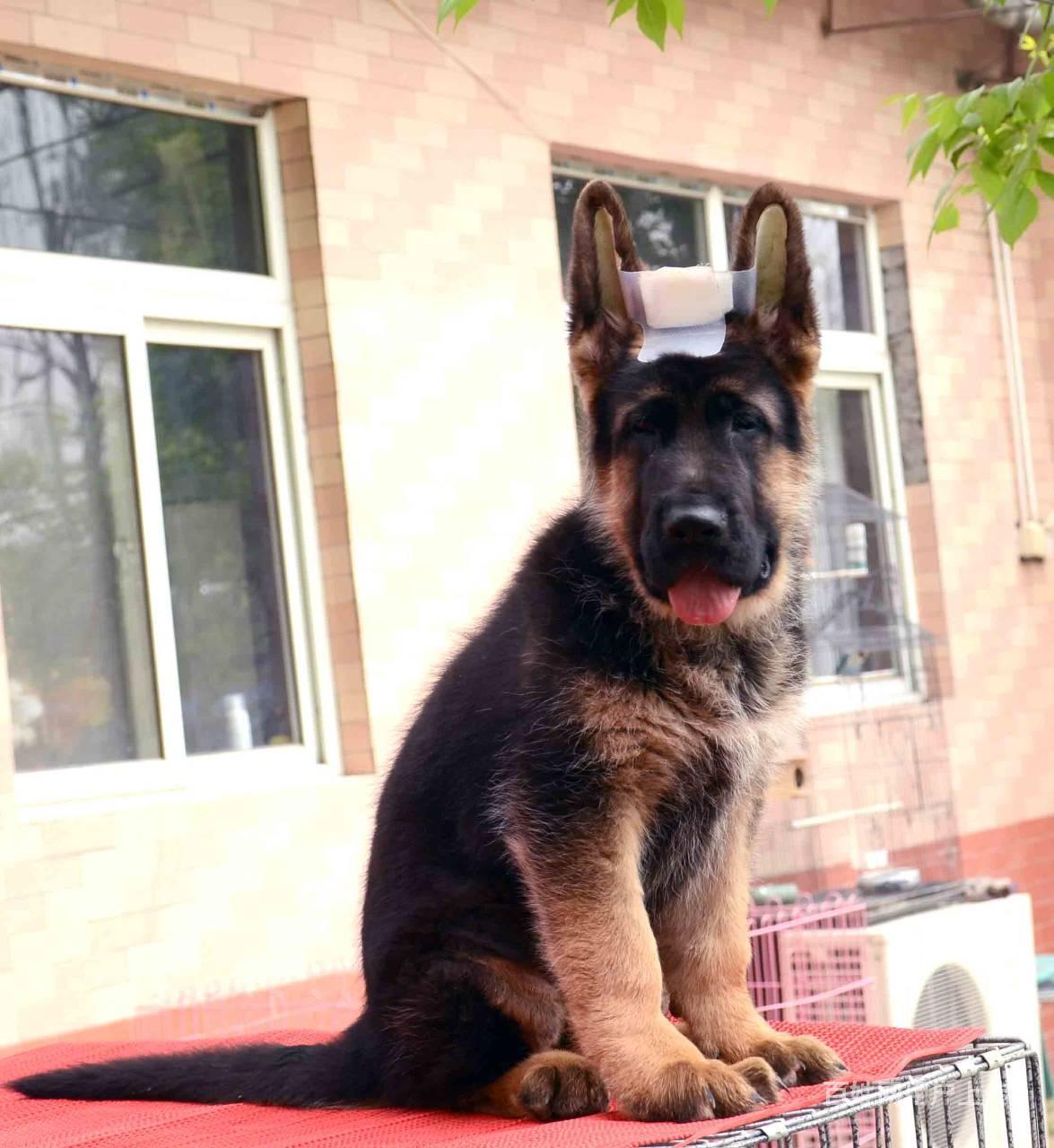 北京哪里犬舍出售德国牧羊犬 德国牧羊犬一般多少钱