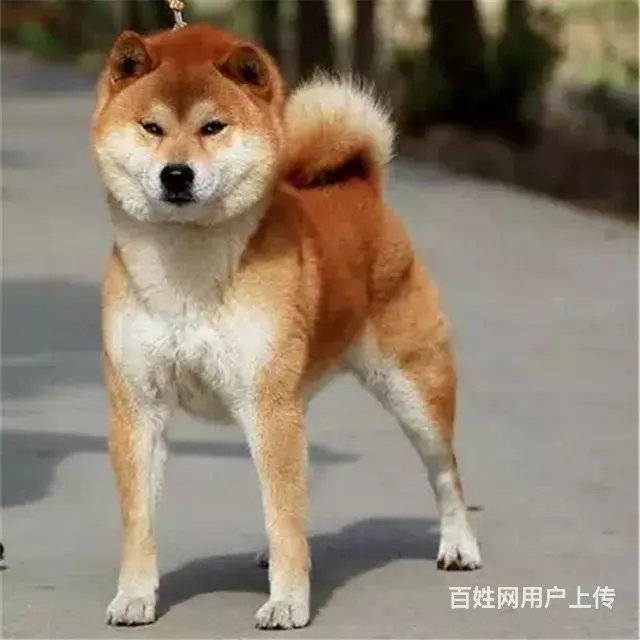 长春卖秋田犬的养殖场，养殖场秋田犬一般卖多少钱 - 图片 3