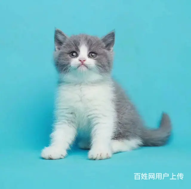 包子脸 带血统 无病无癣 - 图片 1