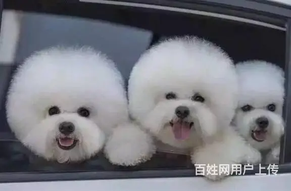 比熊犬价格|比熊图片|比熊出售|比熊饲养| - 图片 3