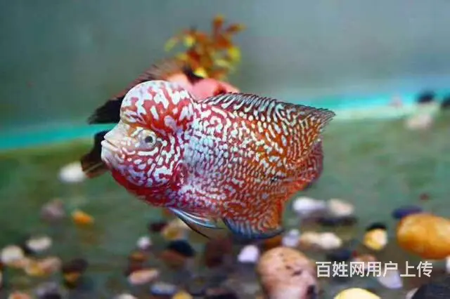 黔南哪里有卖罗汉鱼，黔南卖罗汉鱼地址 - 图片 7