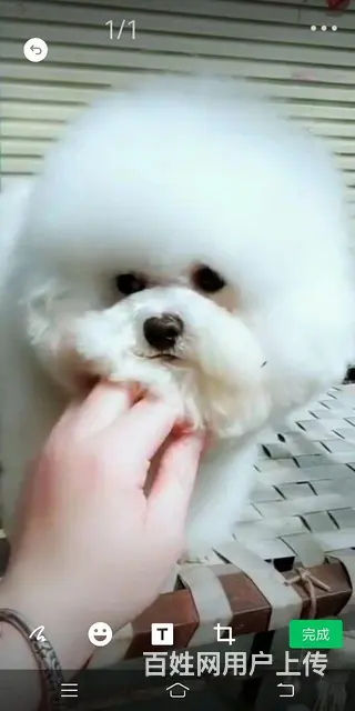 关于狗的所有事情，不懂的我可以帮你解决 - 图片 4