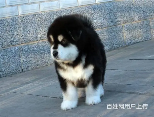 广州纯种阿拉斯加犬价格 狗舍直销 包纯种健康签协议 - 图片 7