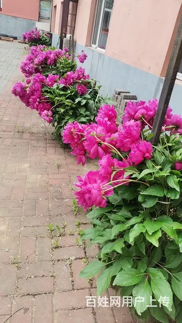 大型休闲农家院出租 - 图片 2