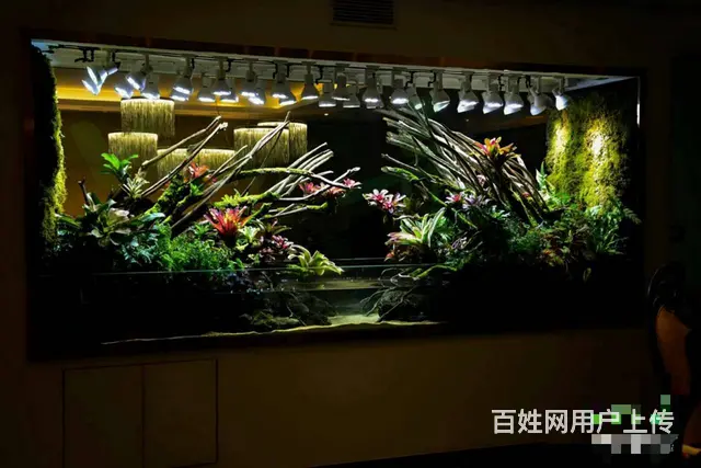 专业鱼缸养护，家庭公司，别墅鱼池 - 图片 3