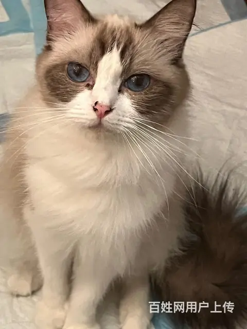 自家养的 品相好 纯种 会用猫砂盆 - 图片 1