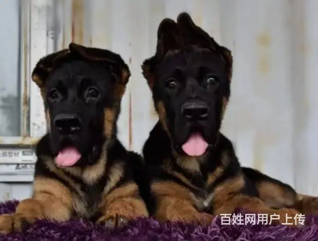 黑脸锤系德牧犬 大头锤系德牧犬 - 图片 3