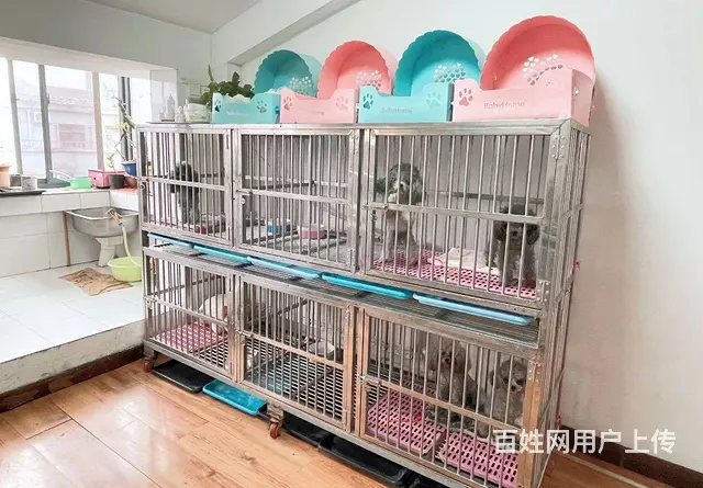 灰泰迪种公对外借配 - 图片 4