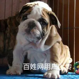 海盗眼 熊猫眼 黑白色 全白法国斗牛犬出售 - 图片 8