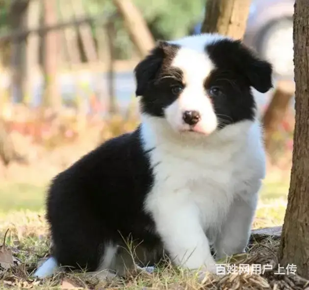 承德边牧怎么卖 纯种边牧 疫苗齐全 - 图片 5