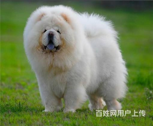 純種鬆獅犬 賽級鬆獅 鬆獅價格 哪有出售鬆獅的