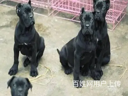 三个月的卡斯罗幼崽最新价格，纯种卡斯罗保健康包养活 - 图片 10