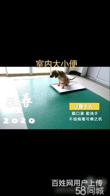 湖州训犬训狗学校，改正狗狗坏习惯，科目训练 - 图片 3