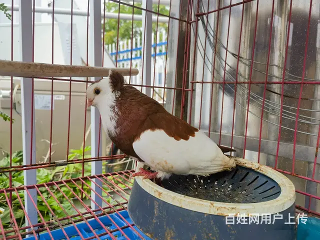 观赏鸽出售 - 图片 4