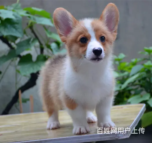 泰安哪里有自家繁殖纯种柯基犬 质保终身 签协议 - 图片 3
