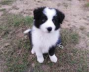 惠州卖边牧的犬舍，犬舍边牧一般价位