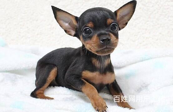 纯种小鹿犬多少钱  那有卖小鹿幼犬的的图片