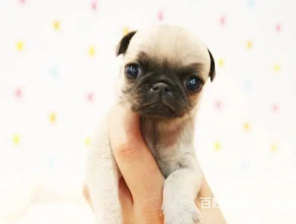 广州巴哥犬一只多少钱 实体犬舍 自家繁殖保健康 - 图片 11