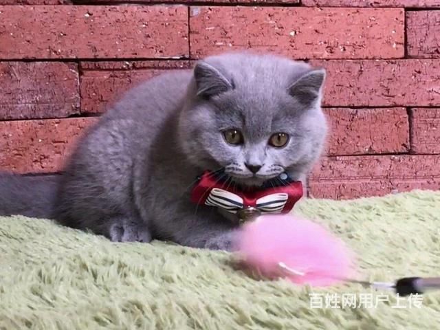 神农架（出售）蓝猫哪里买 猫场出售纯种蓝猫的图片