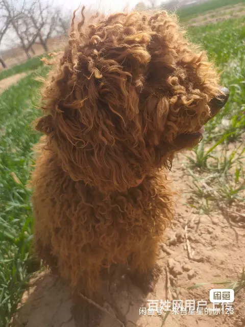 便宜出售泰迪犬 - 图片