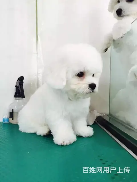 天门比熊犬舍位置 本地比熊犬舍地址在哪儿 - 图片 6