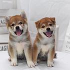 哪里有柴犬卖 哪里有柴犬图片 柴犬多少钱一只