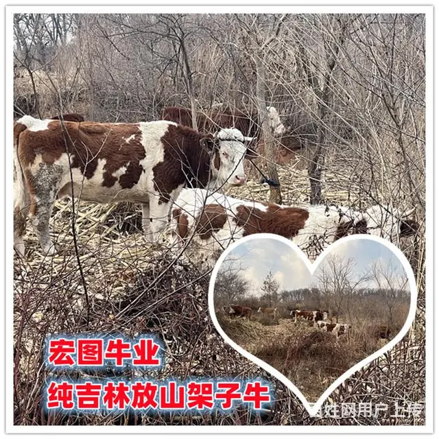 600多斤的 西门塔尔母牛苗 新的价格 - 图片 1