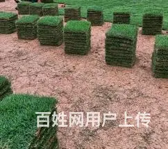 大叶油草。马尼拉草。台湾草 - 图片 8