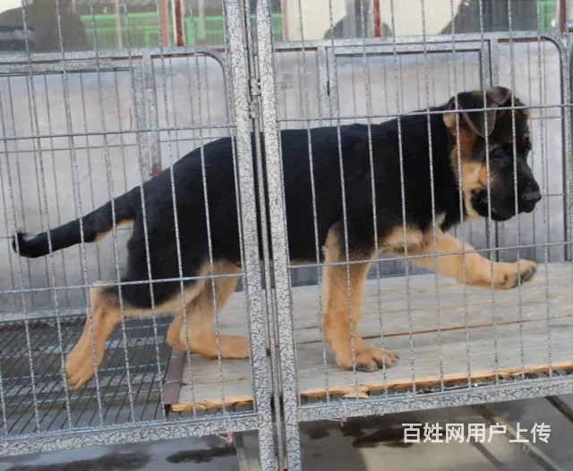 锤系德牧幼犬|弓背弓腿黑背|上门看狗 欢迎选购 - 图片 8