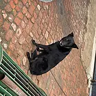 家养的黑狼大狗，身体原因，无心饲养价格可议