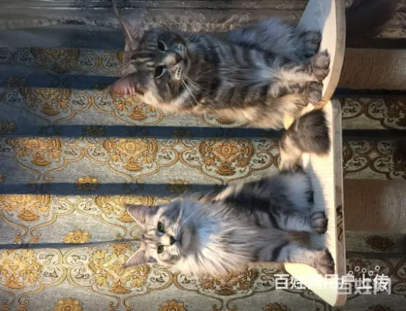 六安哪里有卖缅因猫的 缅因猫出售 包成活 - 图片 5