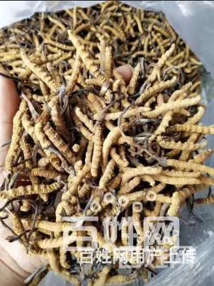 滨州回收燕窝，滨州哪里回收燕窝多少钱一克 - 图片 2