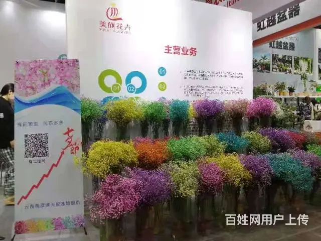 昆明斗南花卉批发市场美旗花卉基地直发满天星康乃馨 - 图片 2