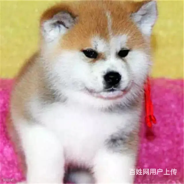昌吉知名养殖基地常年出售 秋田幼犬 签协议可上门挑选 - 图片 7